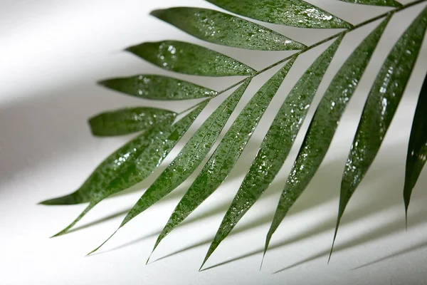 Green moist palm tree leaf Stock Photo