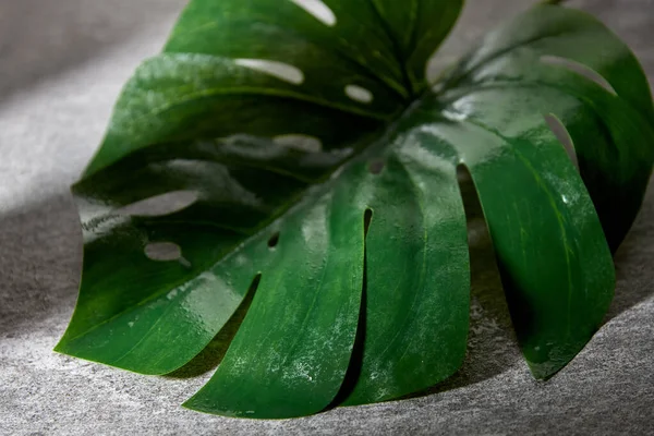 Zielony wilgotny liść palmy — Zdjęcie stockowe