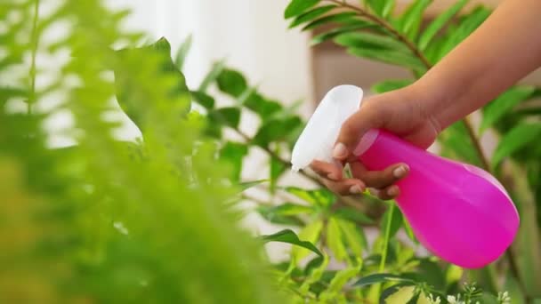 Pulvérisation main plante d'intérieur avec de l'eau à la maison — Video
