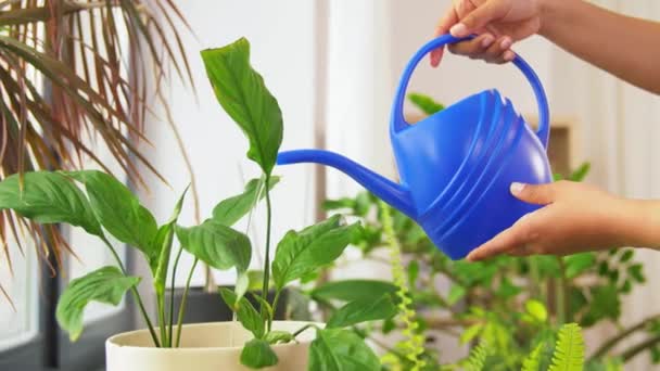 Mãos de mulheres que regam plantas em casa — Vídeo de Stock