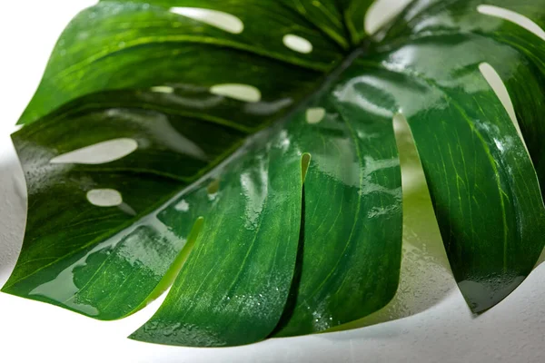 Зеленый влажный лист пальмы — стоковое фото