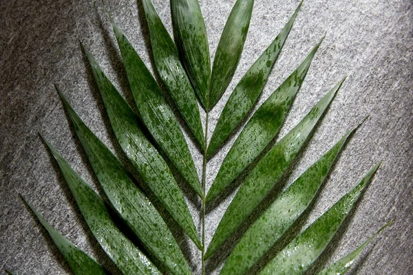 Groen vochtig palmblad — Stockfoto