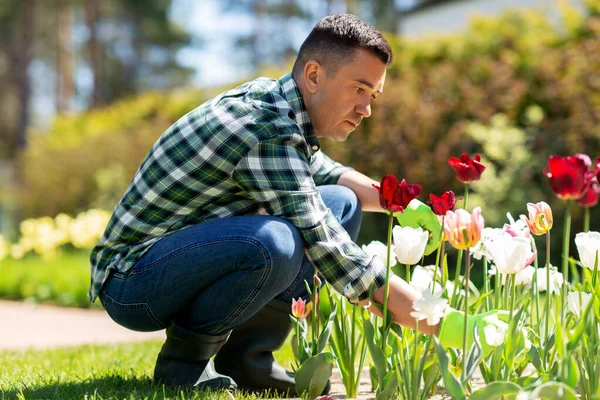 Mann mittleren Alters pflegt Blumen im Garten — Stockfoto