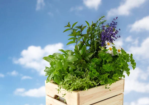 Gröna örter och blommor i trälåda på bordet — Stockfoto