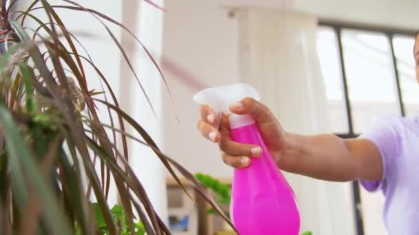 Kézi permetezés szobanövény vízzel otthon — Stock videók