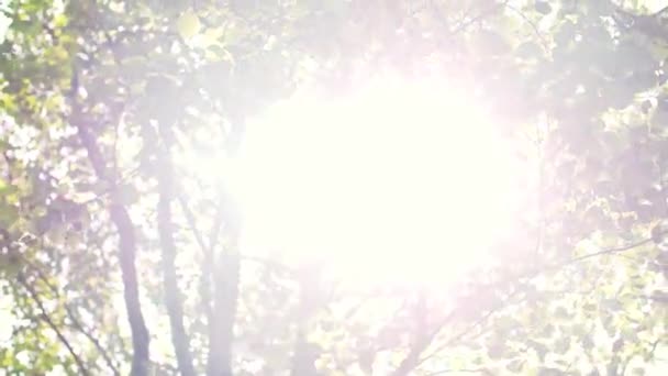 Солнце светит сквозь листья деревьев и ветви — стоковое видео