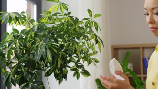 Boldog ázsiai nő takarítás houseplant — Stock videók