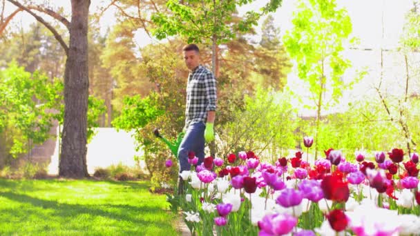 Középkorú férfi öntözés virágok a kertben — Stock videók