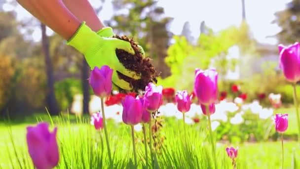 Άνθρωπος ρίχνει χώμα σε λουλούδια στον καλοκαιρινό κήπο — Αρχείο Βίντεο