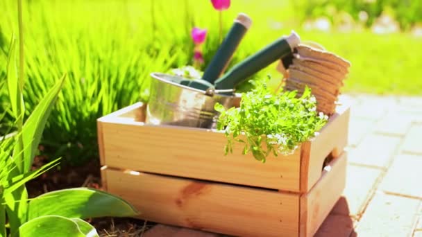 Herramientas de jardín en caja de madera en verano — Vídeos de Stock