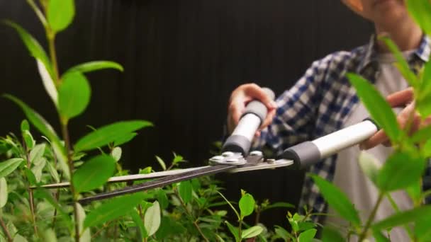 Woman with pruner cutting branches at garden — Stock Video