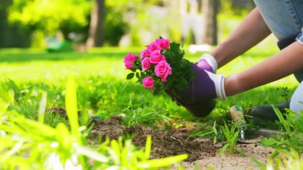 Femeie plantând flori de trandafir în grădina de vară — Videoclip de stoc