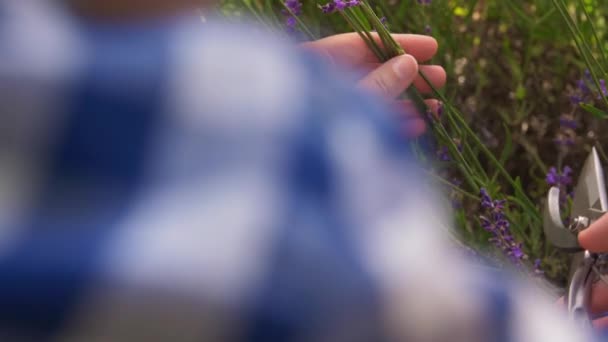 Žena s výběrem levandule květiny v zahradě — Stock video