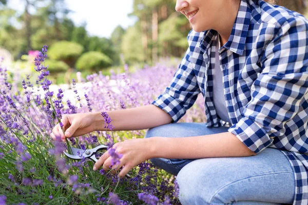 정원에서 라벤더 꽃을 따고 있는 여자 — 스톡 사진