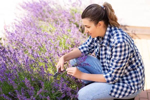 Vrouw met plukken lavendel bloemen in de tuin — Stockfoto