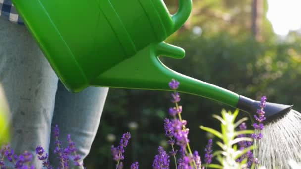 Mujer joven regando flores de lavanda en el jardín — Vídeos de Stock