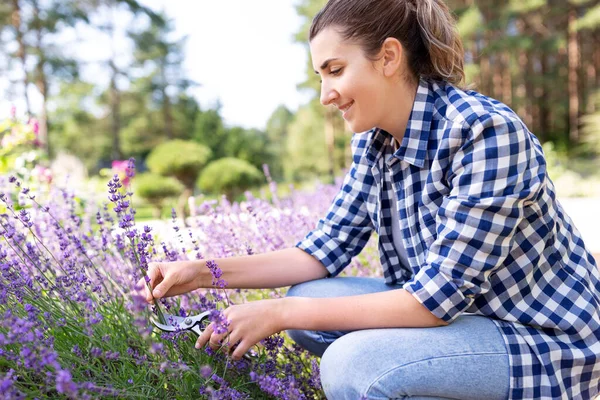 Mulher com a colheita de flores de lavanda no jardim — Fotografia de Stock