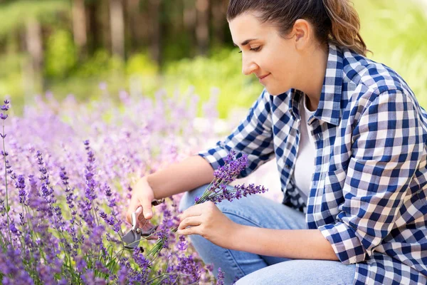 Kvinna med plockning lavendel blommor i trädgården — Stockfoto