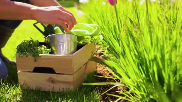 Homme avec des outils en boîte au jardin d'été — Video