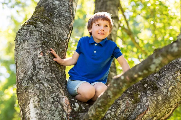 Happy little boy climbing tree at park — Stock Photo, Image