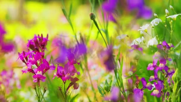 Yaz bahçesinde güzel tarla çiçekleri — Stok video