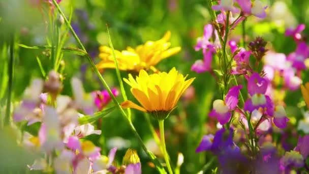 Indah bidang bunga di taman musim panas — Stok Video