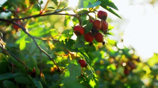 Dogrose struik met bessen in de zomertuin — Stockvideo