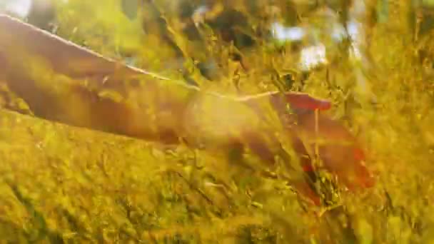 Mão de mulher tocando ervas no campo de verão ensolarado — Vídeo de Stock