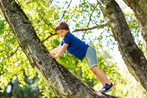 happy little boy climbing tree at park