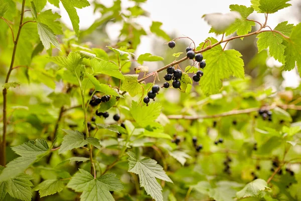 Zwarte bessenstruik met rijpe bessen in de tuin — Stockfoto