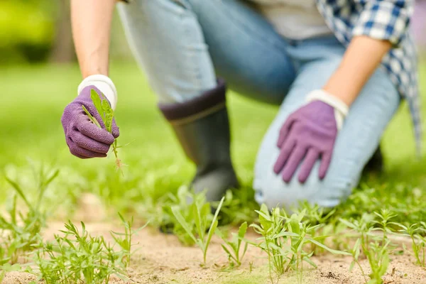 Kobieta chwasty flowerbed w letnim ogrodzie — Zdjęcie stockowe