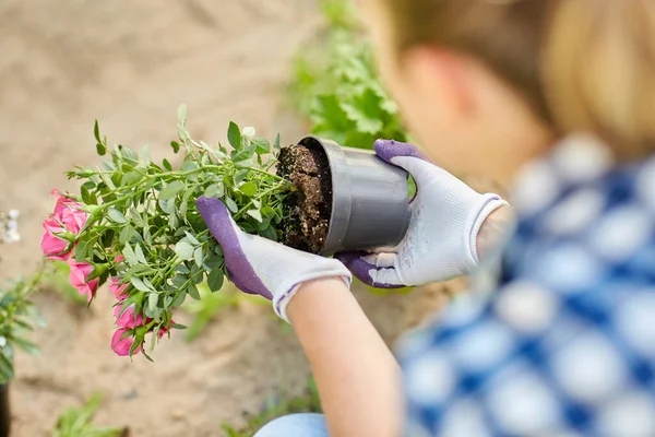 Donna piantare fiori di rosa nel giardino estivo — Foto Stock