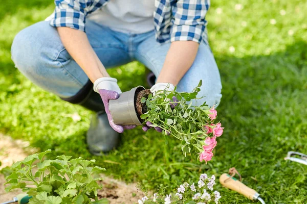 Donna piantare fiori di rosa nel giardino estivo — Foto Stock
