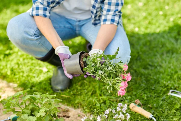 Mulher plantando flores de rosa no jardim de verão — Fotografia de Stock