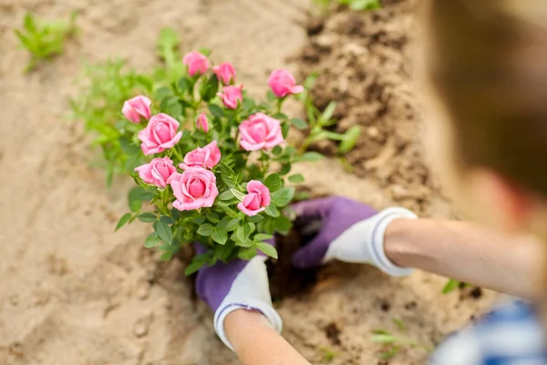 Donna piantare fiori di rosa nel giardino estivo — Foto Stock