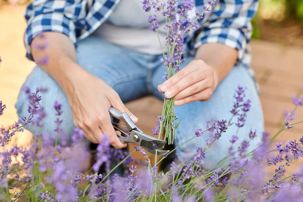 Vrouw met plukken lavendel bloemen in de tuin — Stockfoto