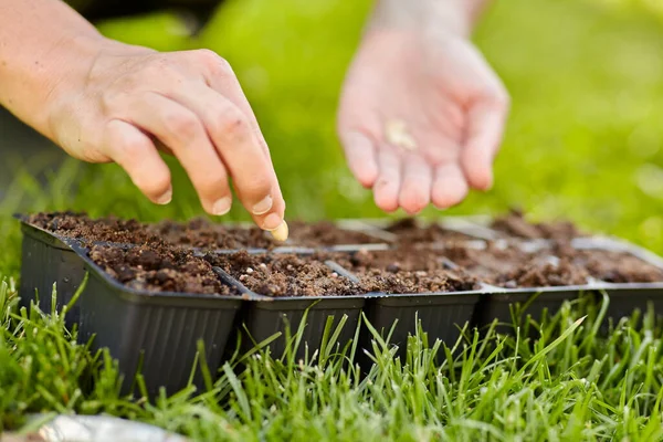 Woman planting flower seeds to pots tray with soil — Stock Photo, Image