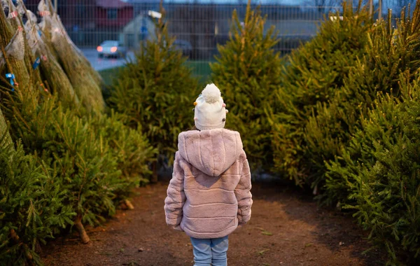 Little girl choosing christmas tree at market — Stock Photo, Image