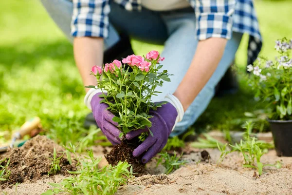 Mulher plantando flores de rosa no jardim de verão — Fotografia de Stock