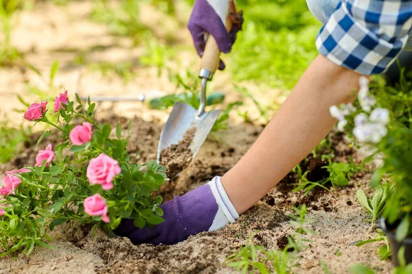 Vrouw planten roos bloemen in de zomer tuin — Stockfoto