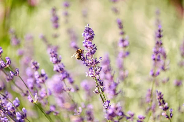 Abeja polinizar flores de lavanda en el jardín de verano —  Fotos de Stock