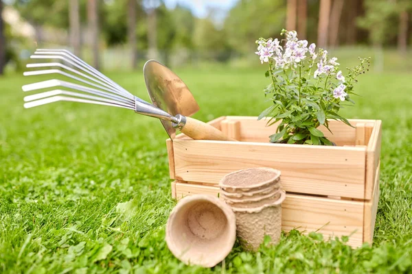 Tuingereedschap en bloemen in houten kist in de zomer — Stockfoto