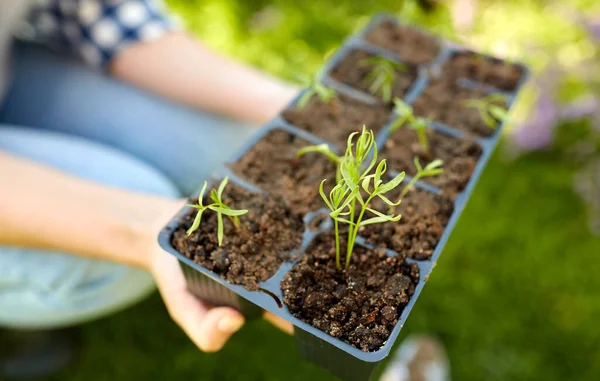 Woman holding pots tray with seedlings at garden — Stock Photo, Image