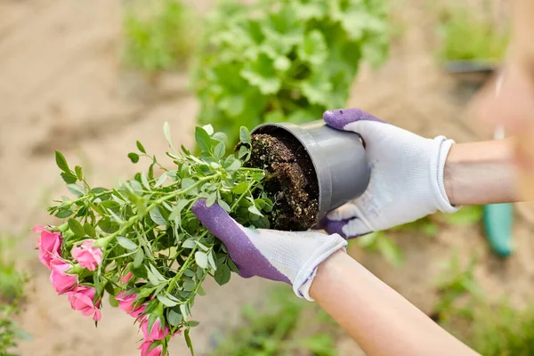 Frau pflanzt Rosenblumen im Sommergarten — Stockfoto