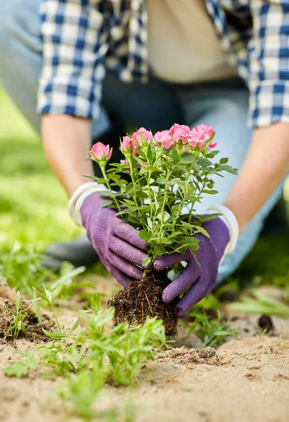 夏の庭にバラの花を植える女性 — ストック写真