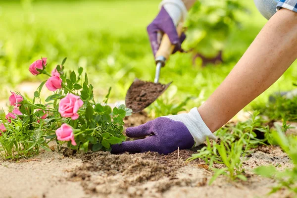 woman planting rose flowers at summer garden