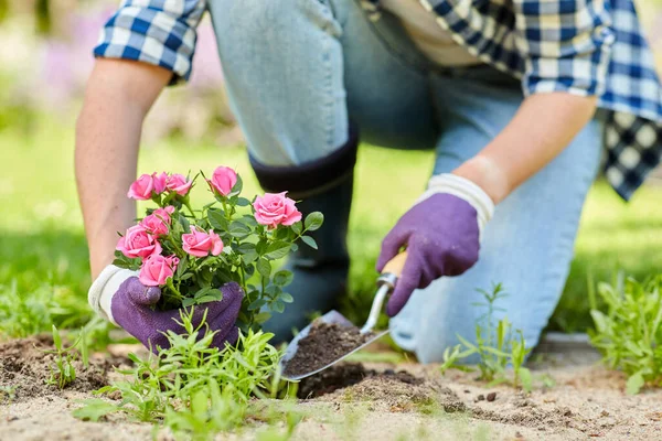 Женщина сажает цветы розы в летнем саду — стоковое фото