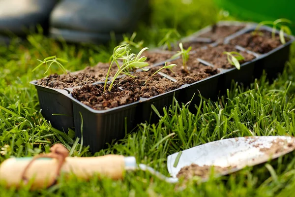 Seedlings in starter pots tray with soil at garden — Stock Photo, Image
