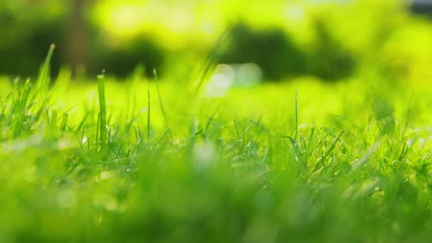 Green grass or lawn watered outdoors — Stock Video