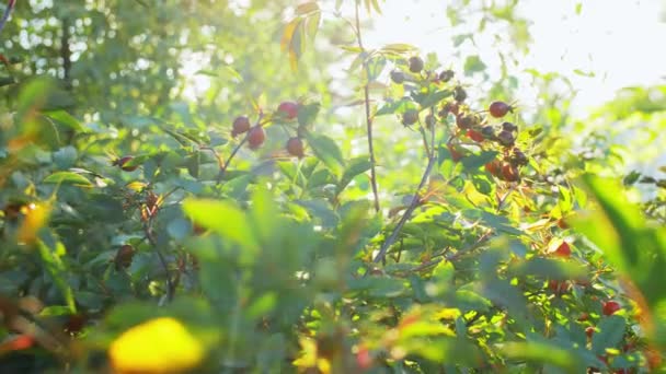 Dogrose struik met bessen in de zomertuin — Stockvideo